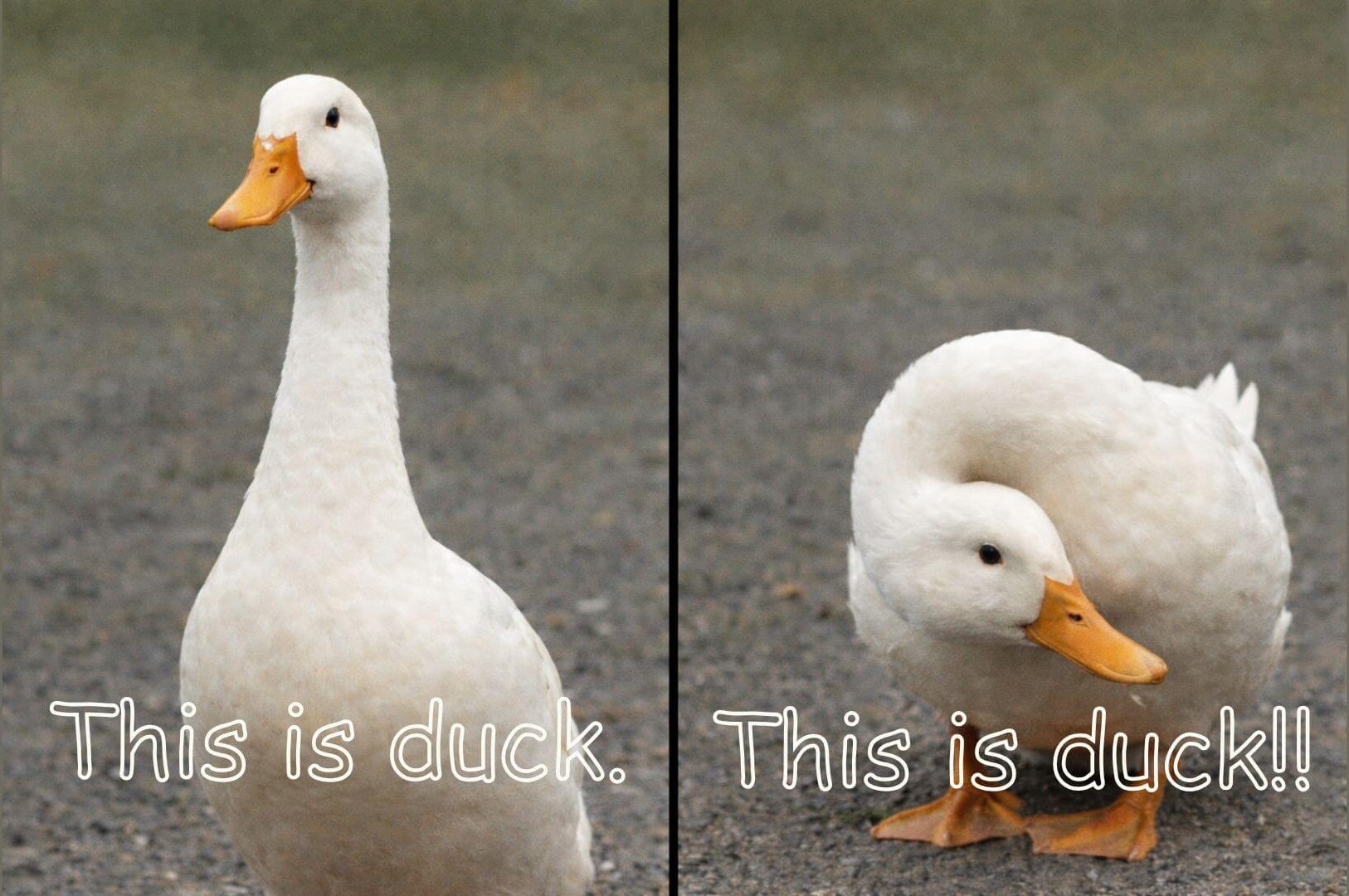 Duck in noun and verb using illustration image